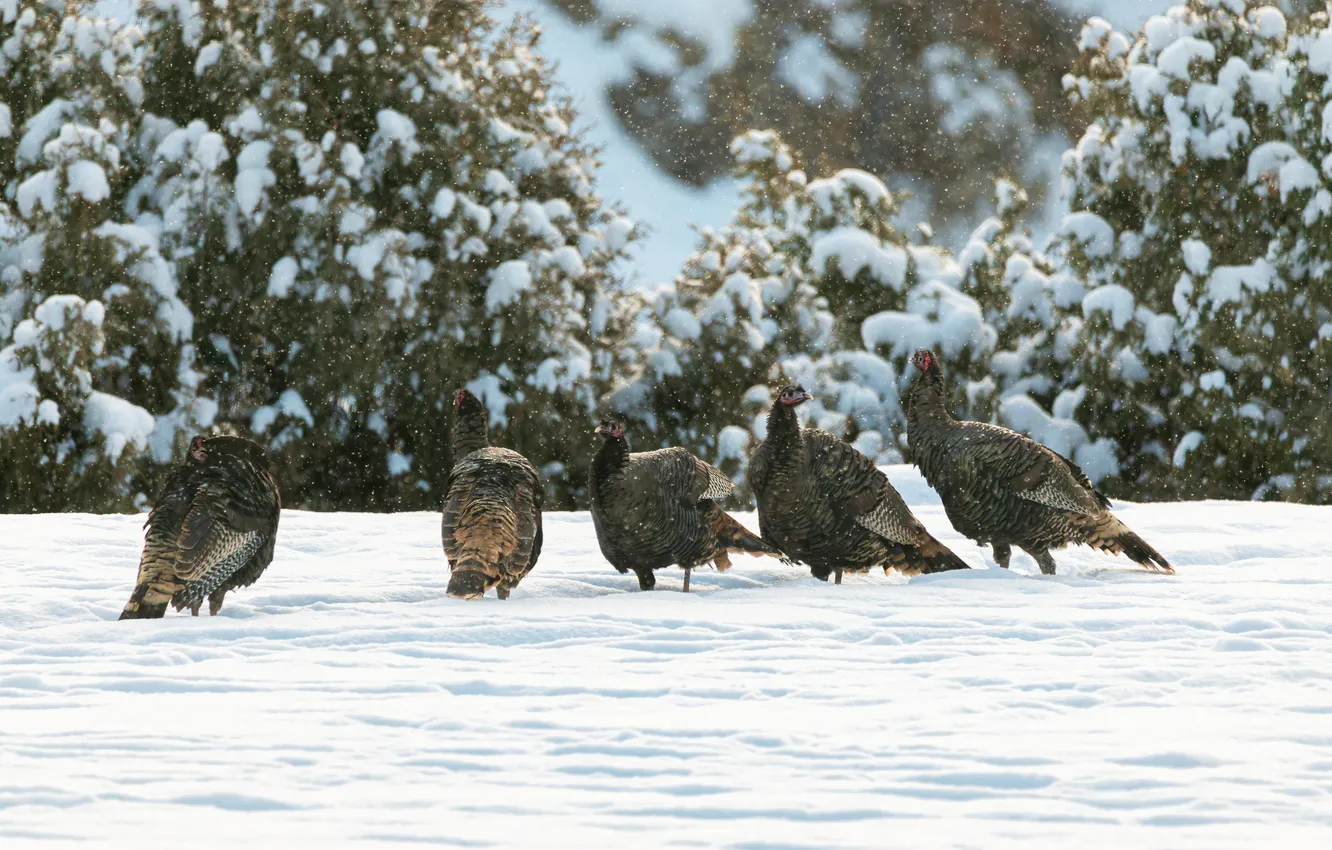 Photo wallpaper winter, field, snow, nature, bird, the snow, snowfall, the bushes