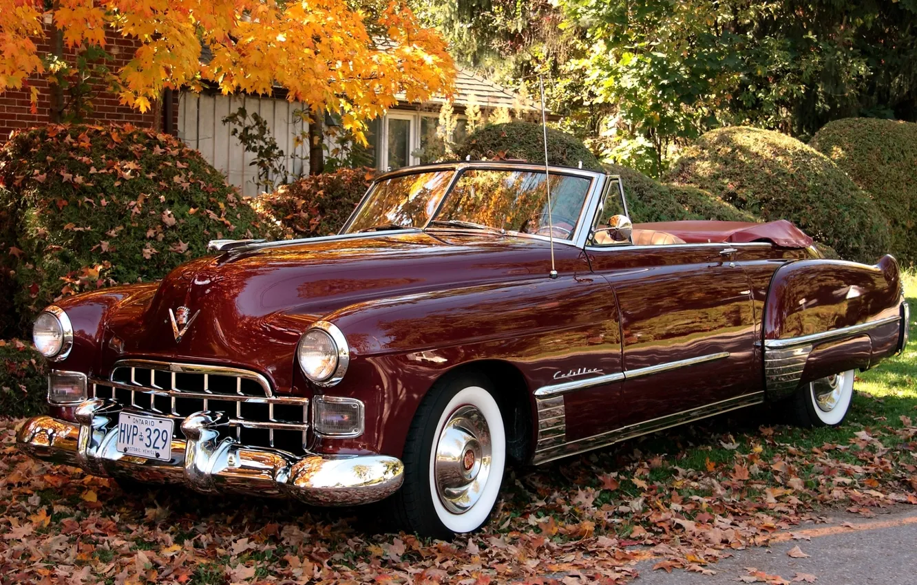 Photo wallpaper trees, foliage, Cadillac, convertible, the bushes, Burgundy, Convertible, Cadillac