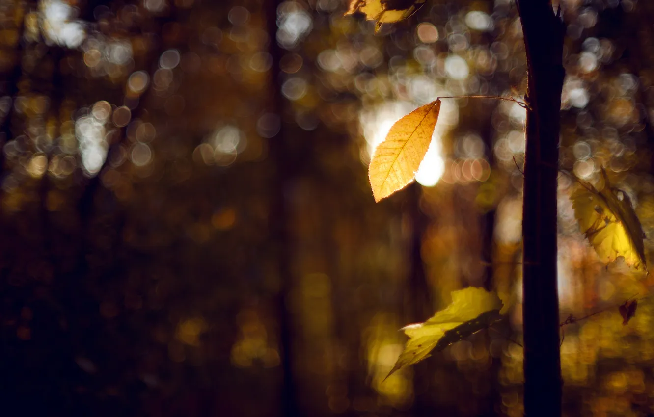 Photo wallpaper autumn, leaves, nature