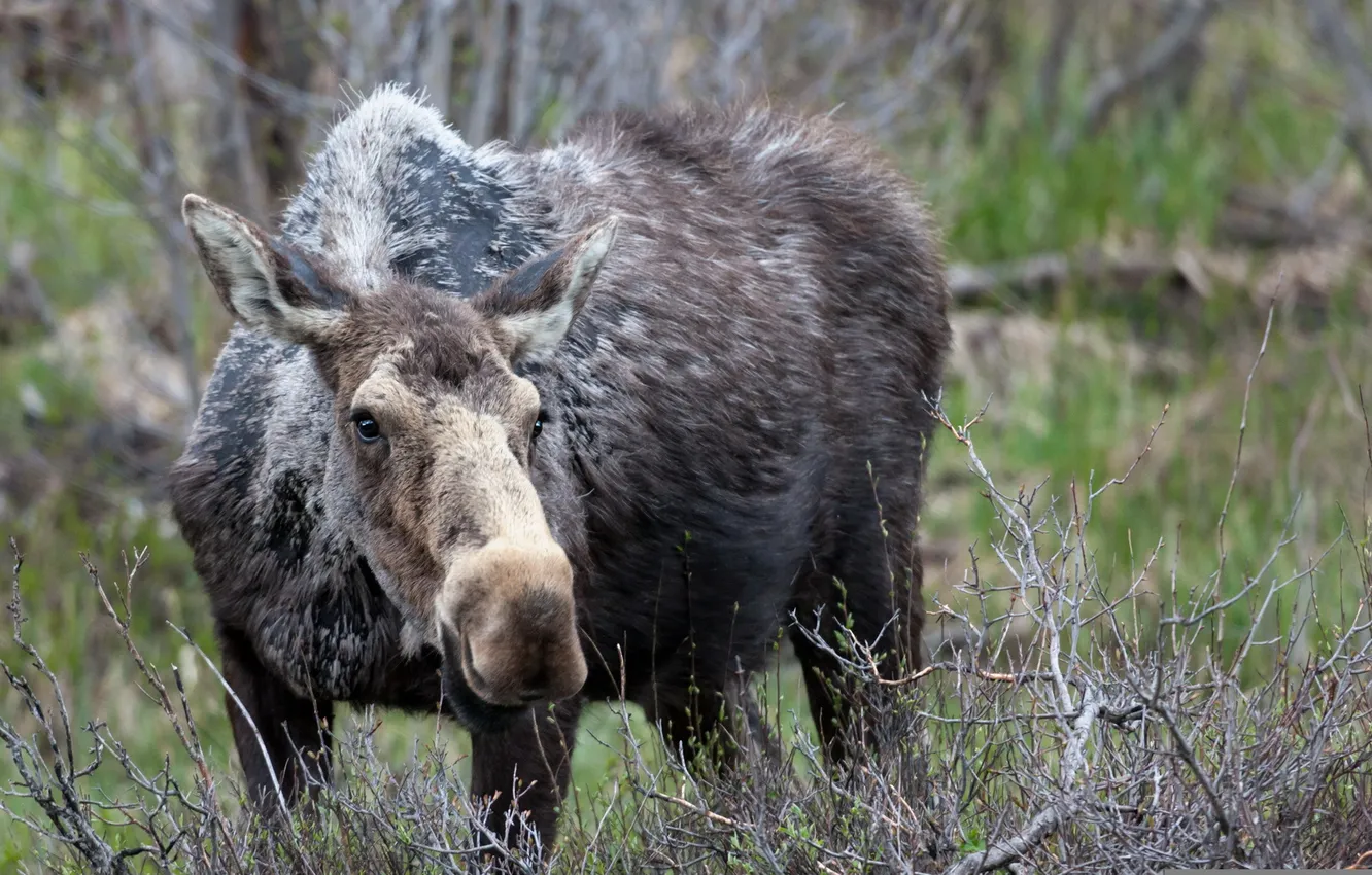 Photo wallpaper nature, background, moose