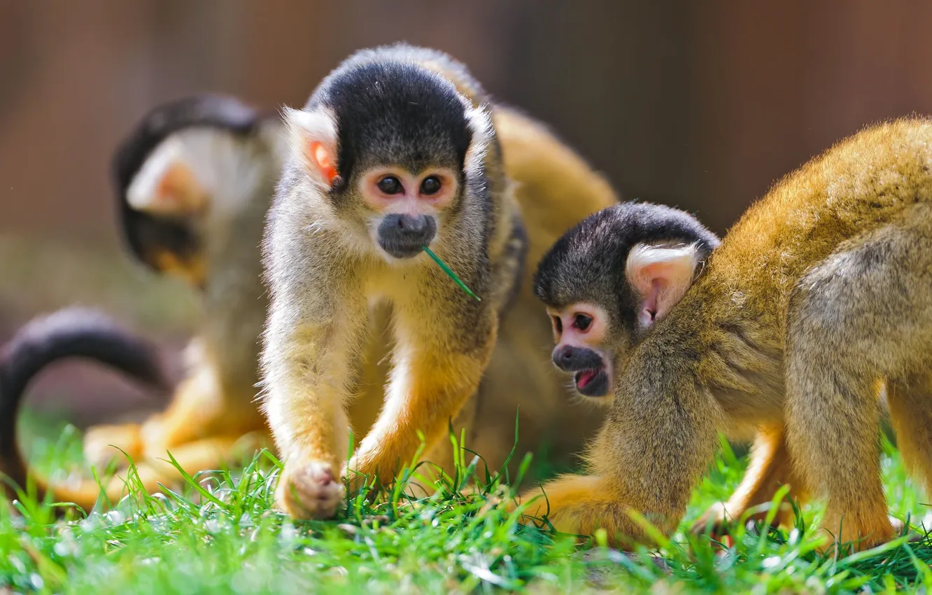Photo wallpaper monkey, squirrel monkeys, squirrel monkeys
