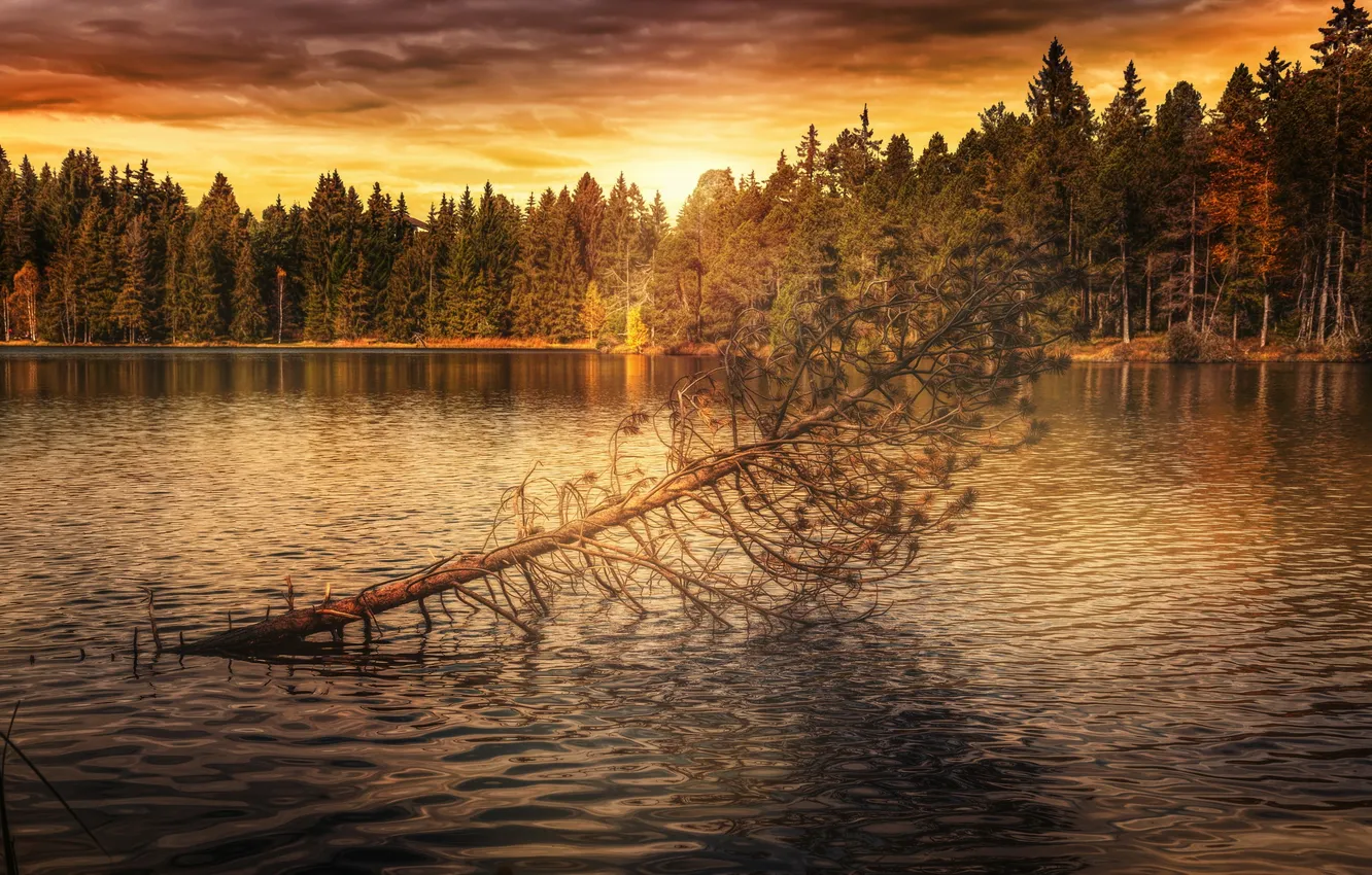 Photo wallpaper trees, nature, river