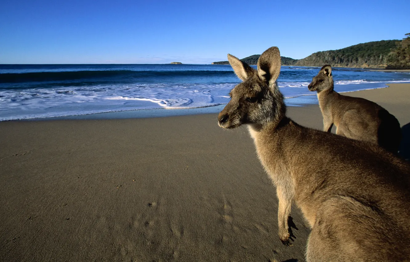 Photo wallpaper sand, beach, eyes, water, mountains, wool, kangaroo, beautiful