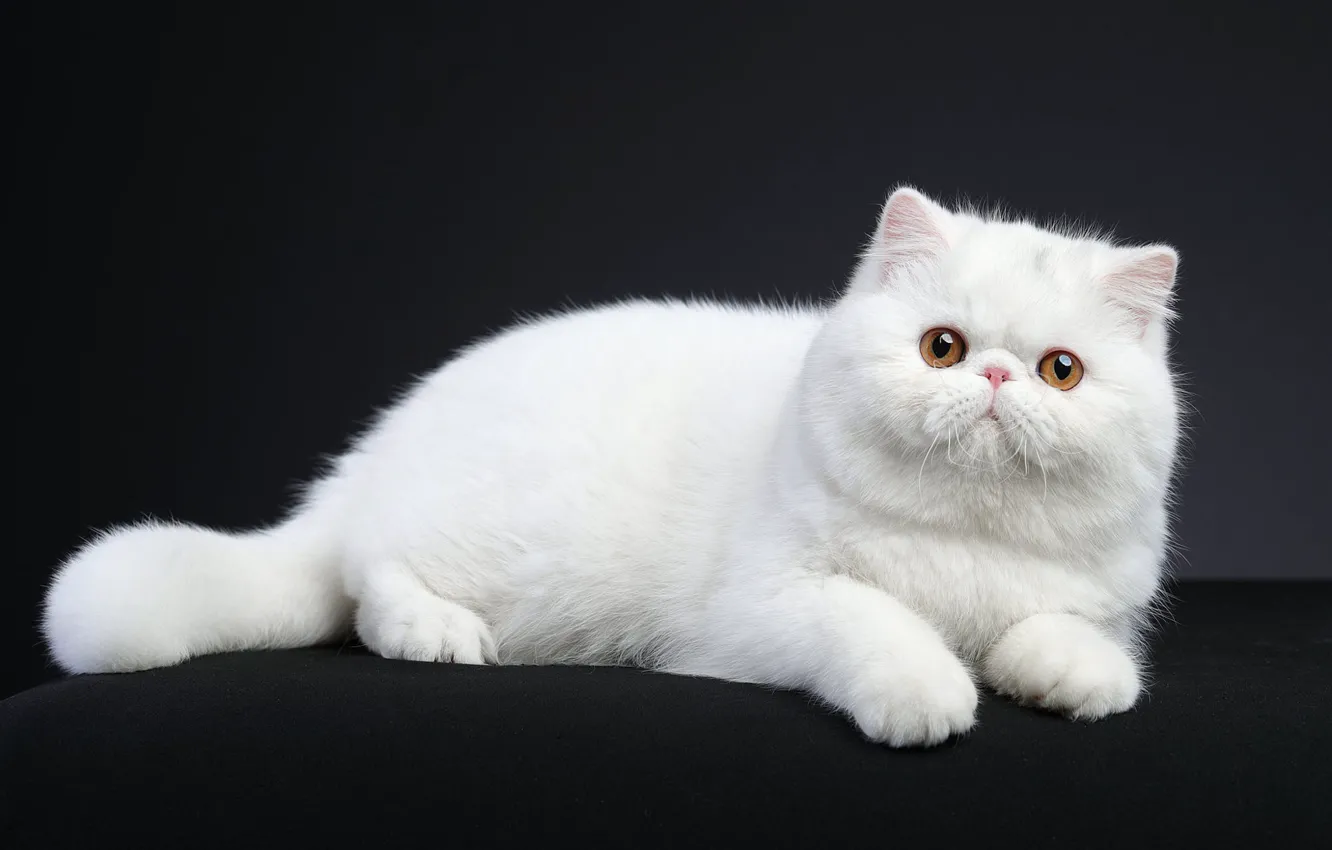 Photo wallpaper cat, white, cat, look, kitty, lies, Studio, exotic