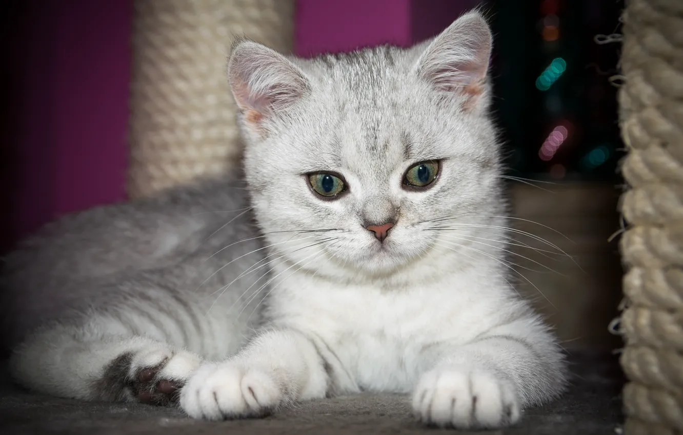 Photo wallpaper cat, cat, look, muzzle, kitty