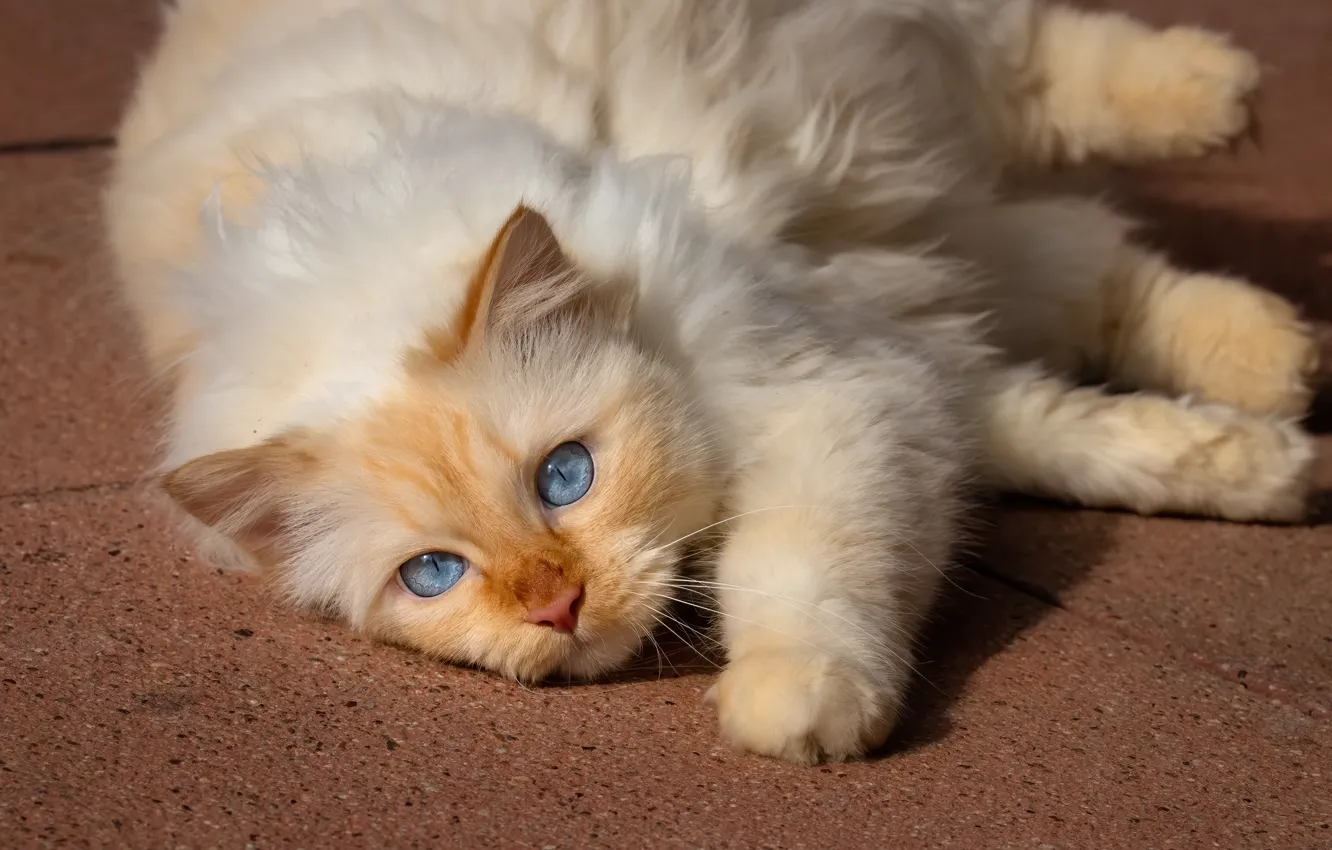 Photo wallpaper cat, cat, look, face, pose, tile, paws, lies