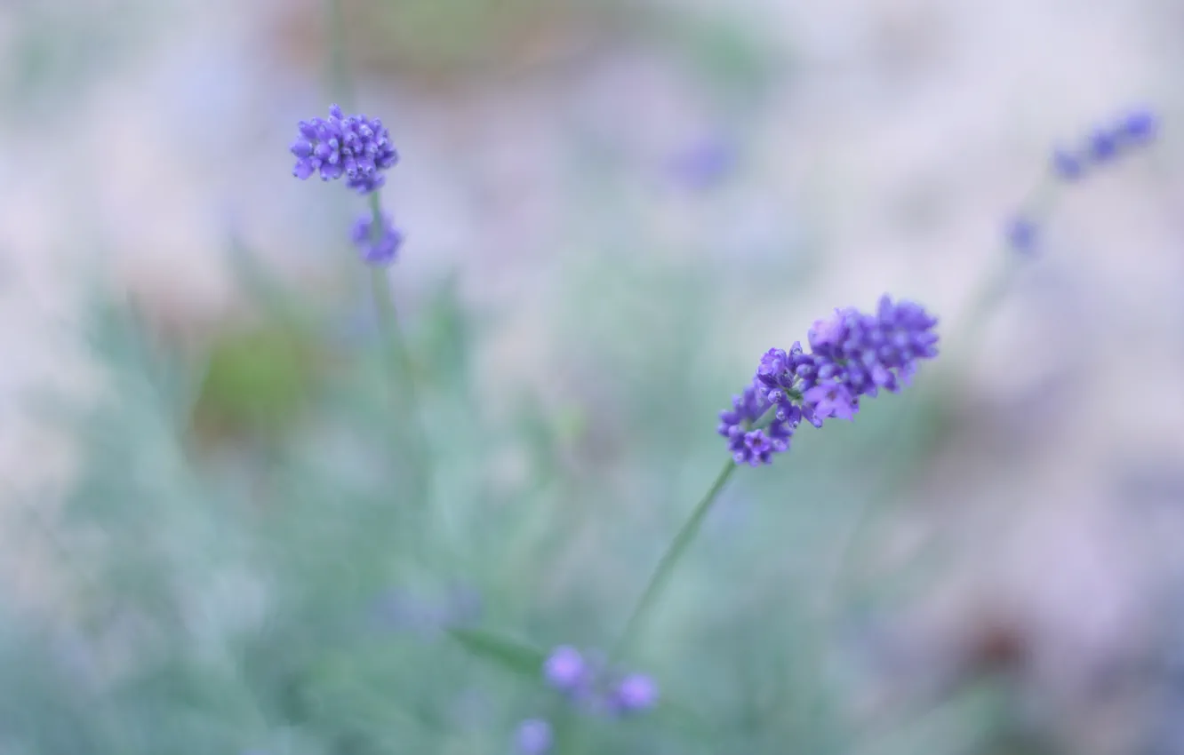Photo wallpaper field, macro, flowers, blur, lavender, lilac, lavender
