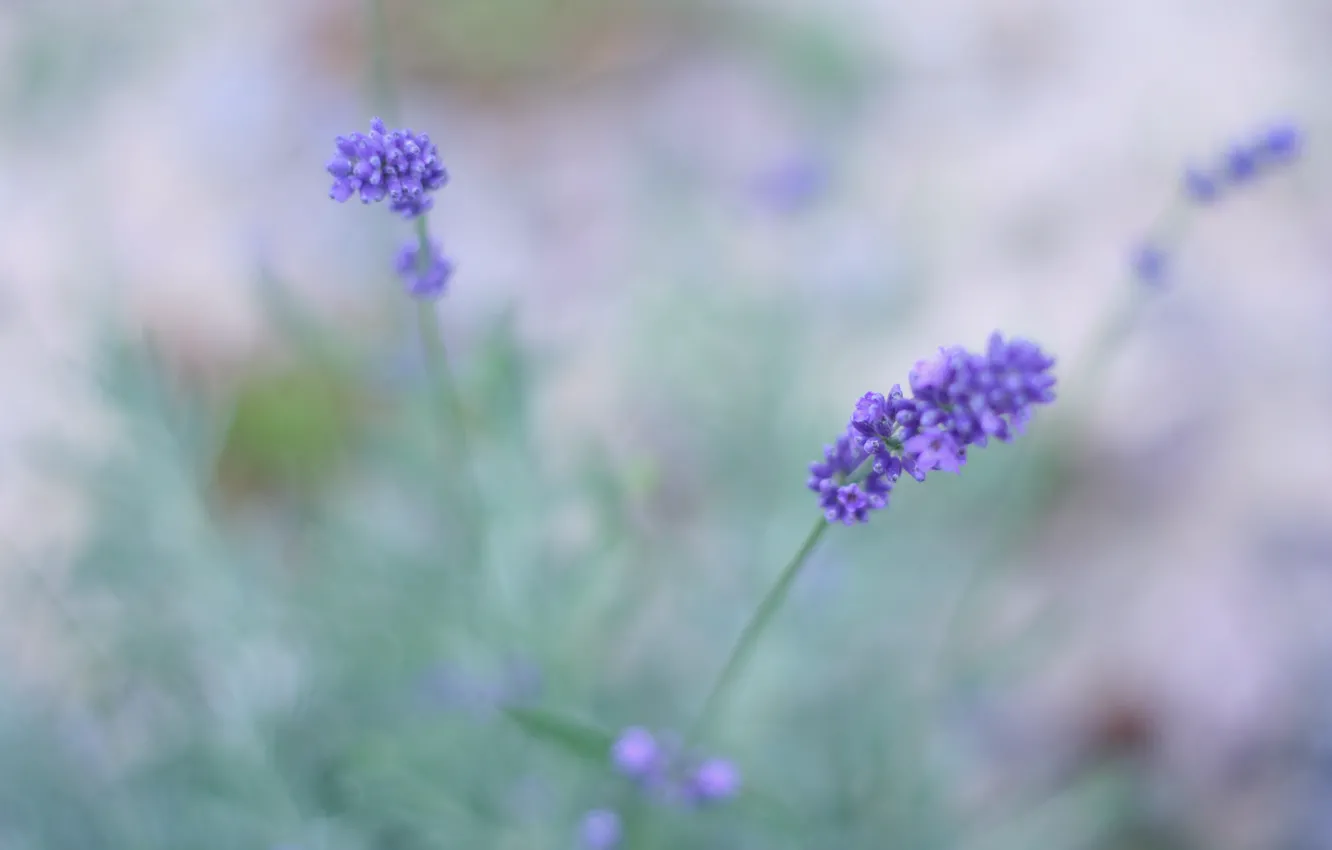 Photo wallpaper field, macro, flowers, blur, lavender, lilac, Lavender