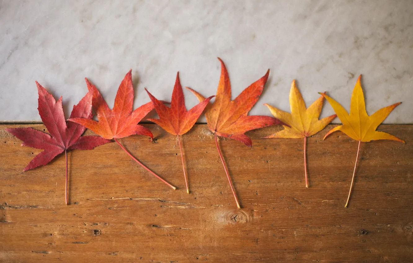 Photo wallpaper wood, autumn, leaves, marble
