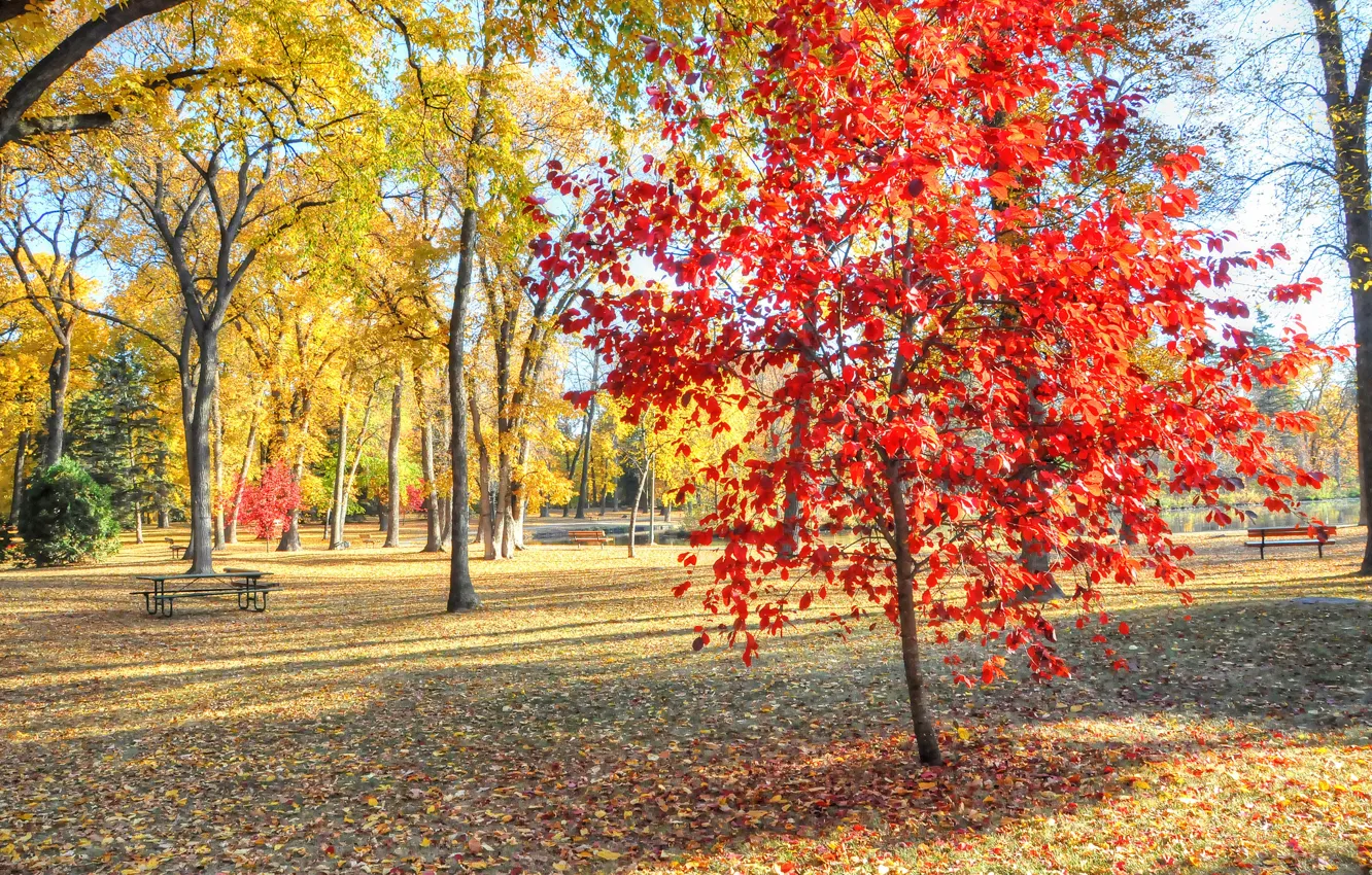 Photo wallpaper autumn, grass, leaves, trees, Park, table, bench