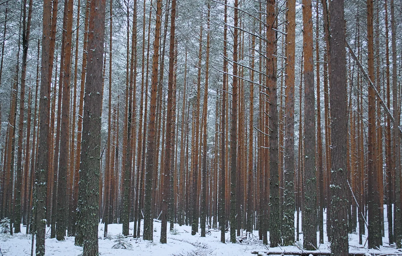 Photo wallpaper winter, forest, trees, nature, minimalism, pine