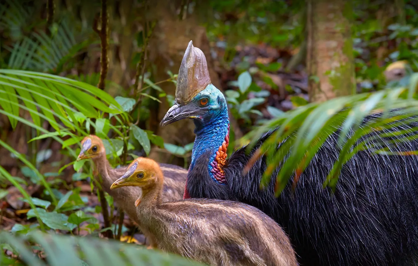 Photo wallpaper landscape, nature, bird