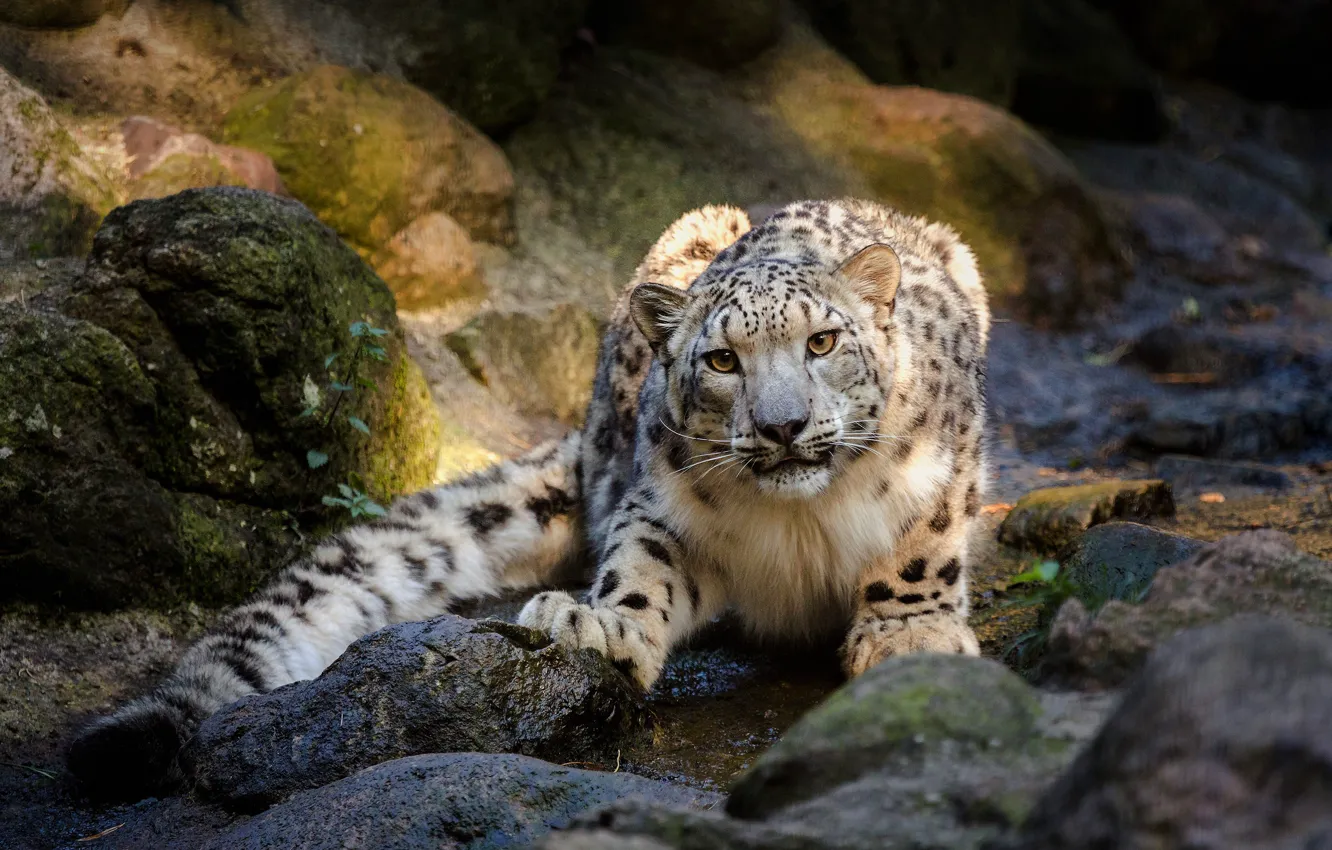 Photo wallpaper look, pose, stones, IRBIS, snow leopard, young