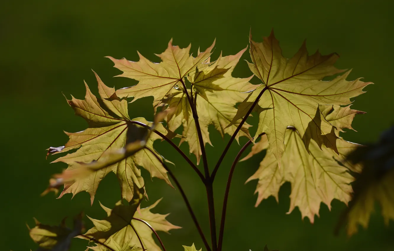 Photo wallpaper light, background, spring, maple leaves
