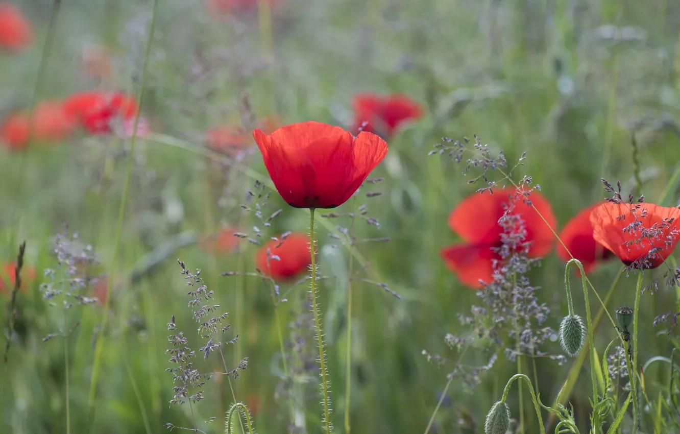 Photo wallpaper field, flowers, red, Maki, meadow