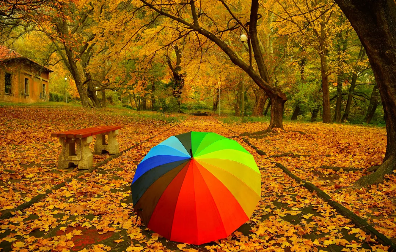 Photo wallpaper autumn, trees, Park, umbrella, foliage, colors, track, falling leaves
