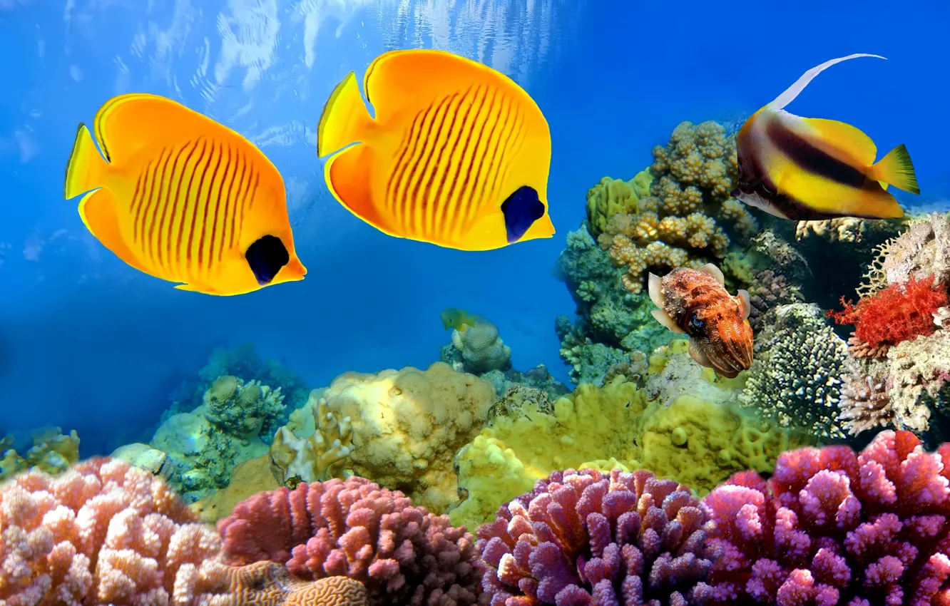 Photo wallpaper fish, underwater world, ocean, fishes, tropical, reef, coral, tropical