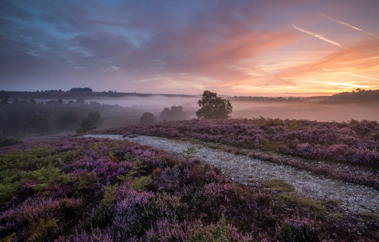 Photo wallpaper field, fog, path, Heather