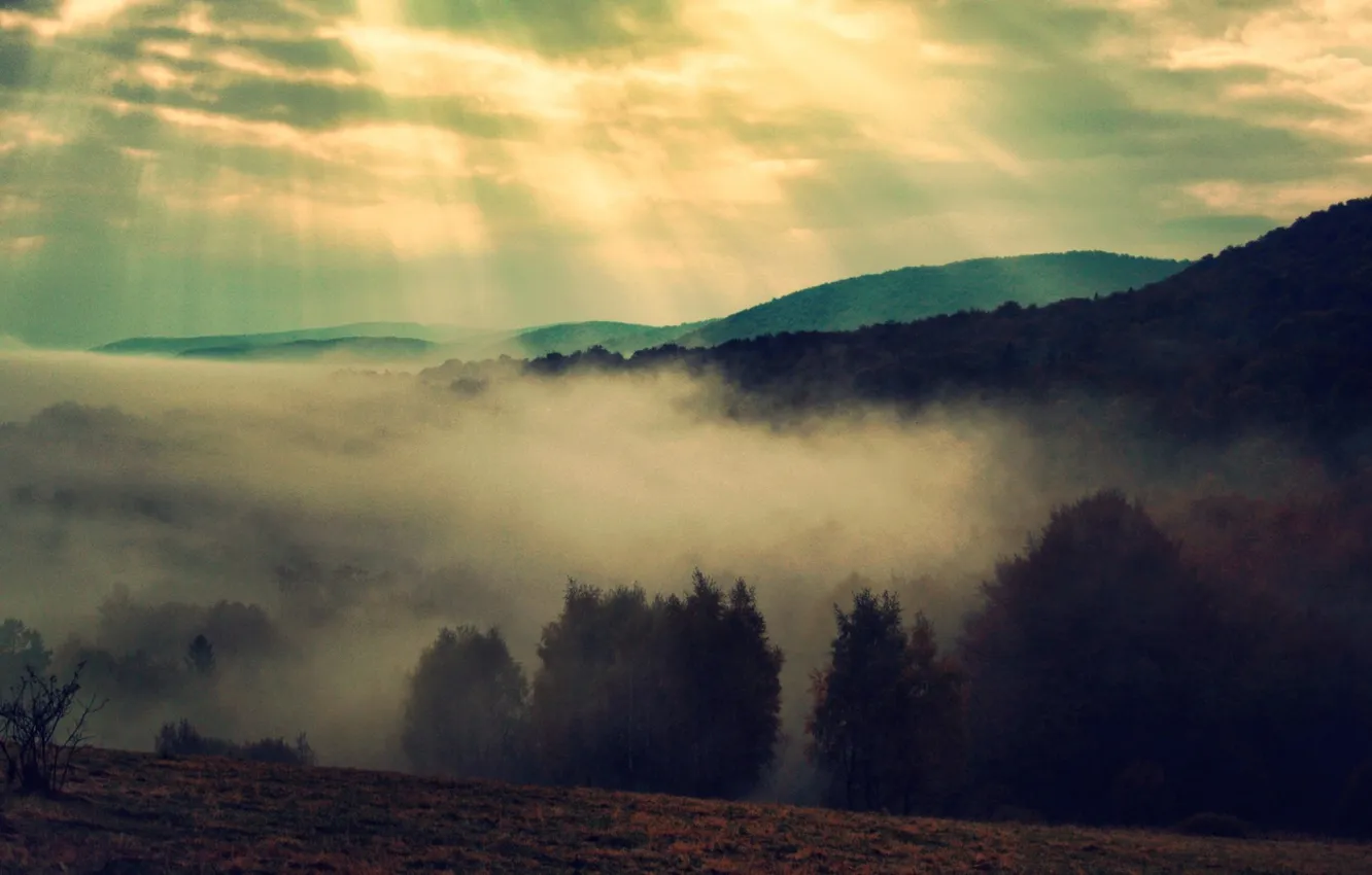 Photo wallpaper landscape, fog, photo, rays of light, nature trees