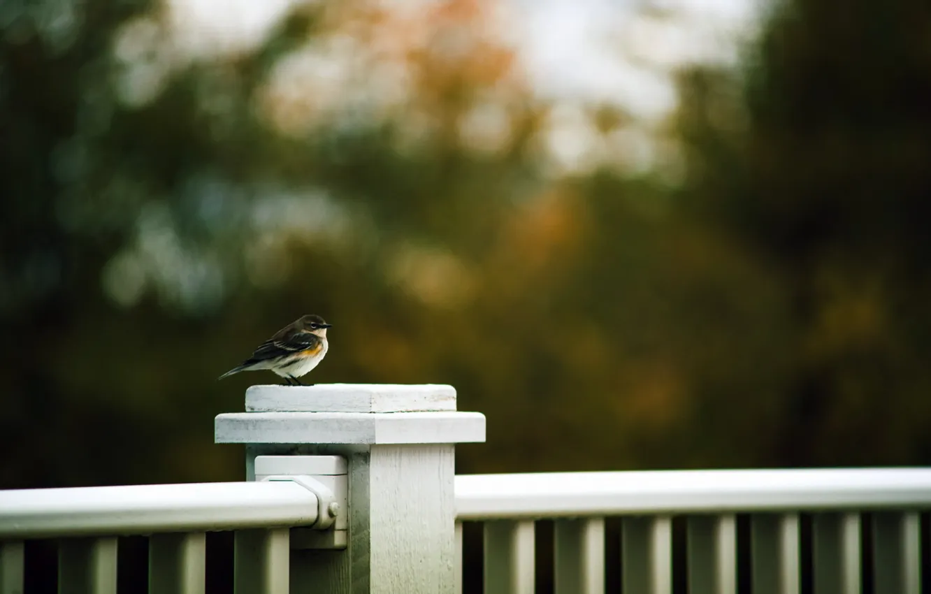 Photo wallpaper background, bird, the fence