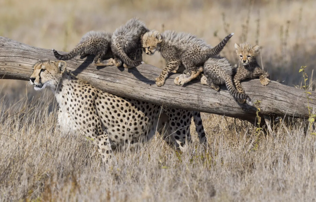 Photo wallpaper Cheetah, log, kitty