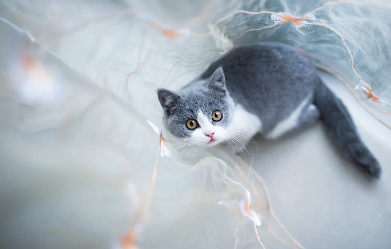Photo wallpaper cat, cat, look, kitty, grey, blur, kitty, light background