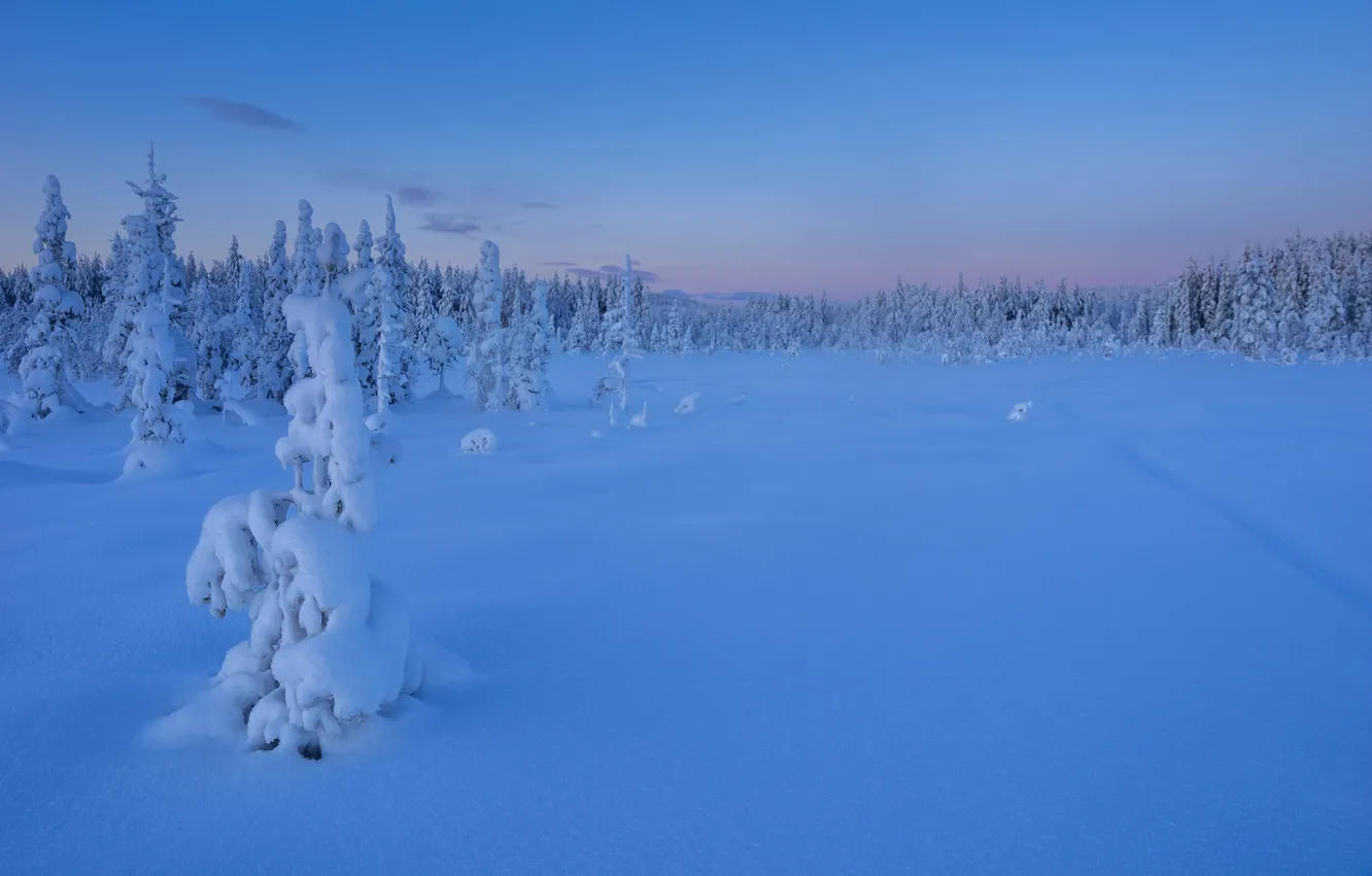 Photo wallpaper winter, forest, snow, trees, sunset, ate, the snow, Sweden
