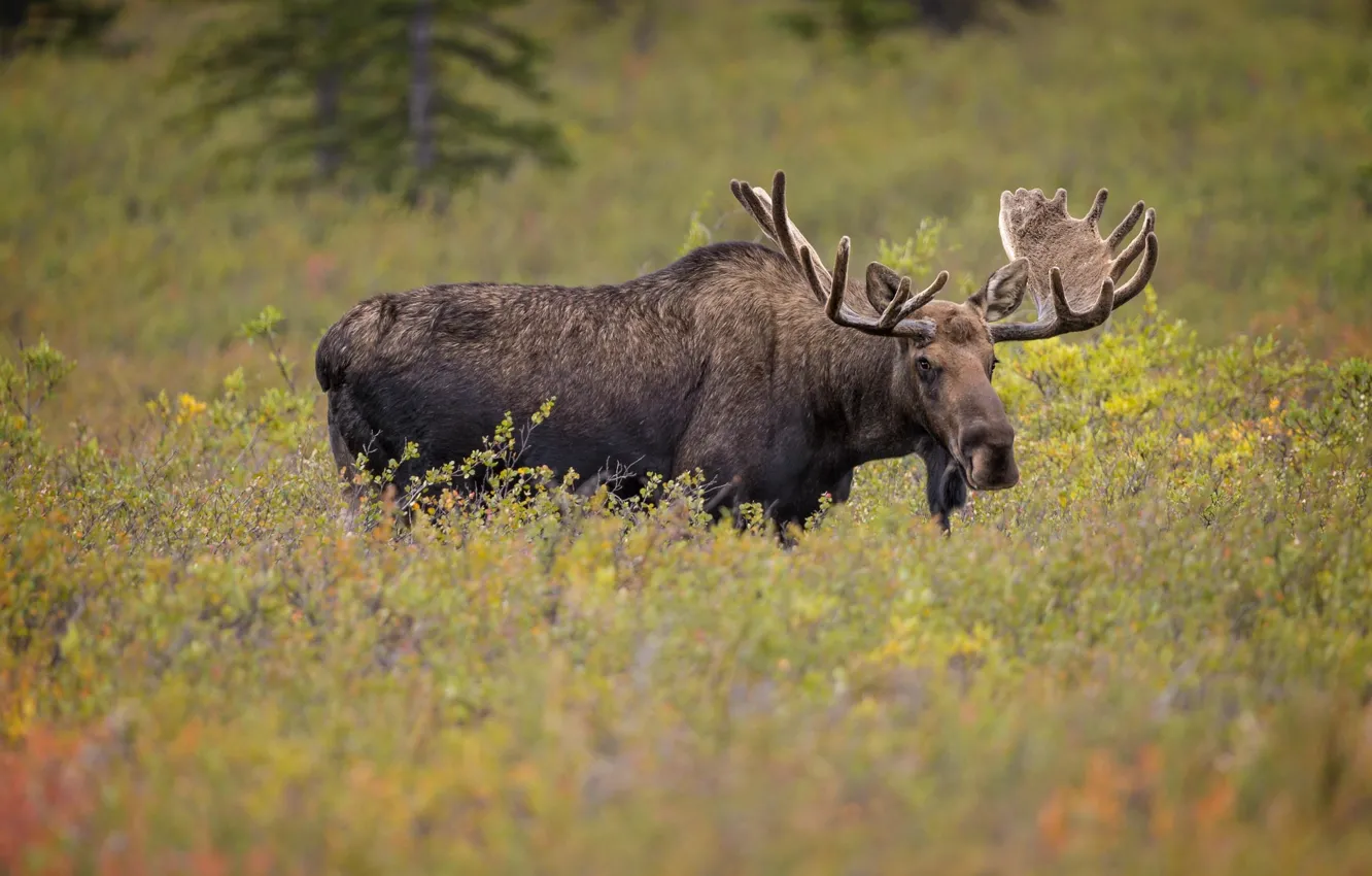 Photo wallpaper horns, moose, elk