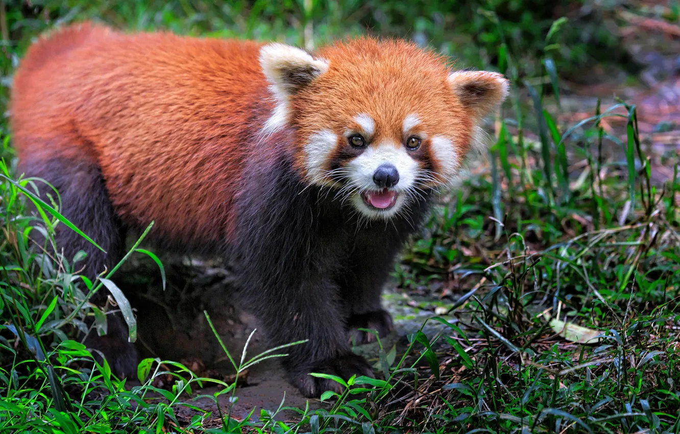 Photo wallpaper look, red Panda, face, red Panda, nature