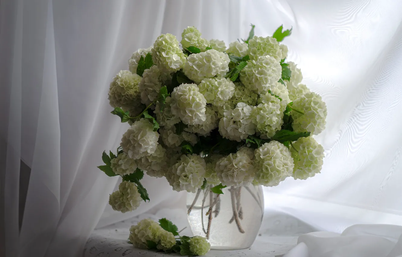 Photo wallpaper flowers, bouquet, curtains, white, still life, flowering, Kalina, buldenezh