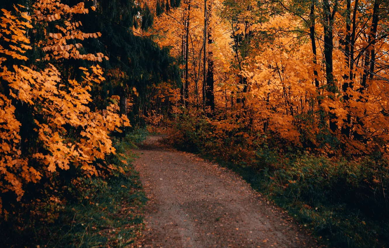 Photo wallpaper road, autumn, forest, trees, landscape, nature