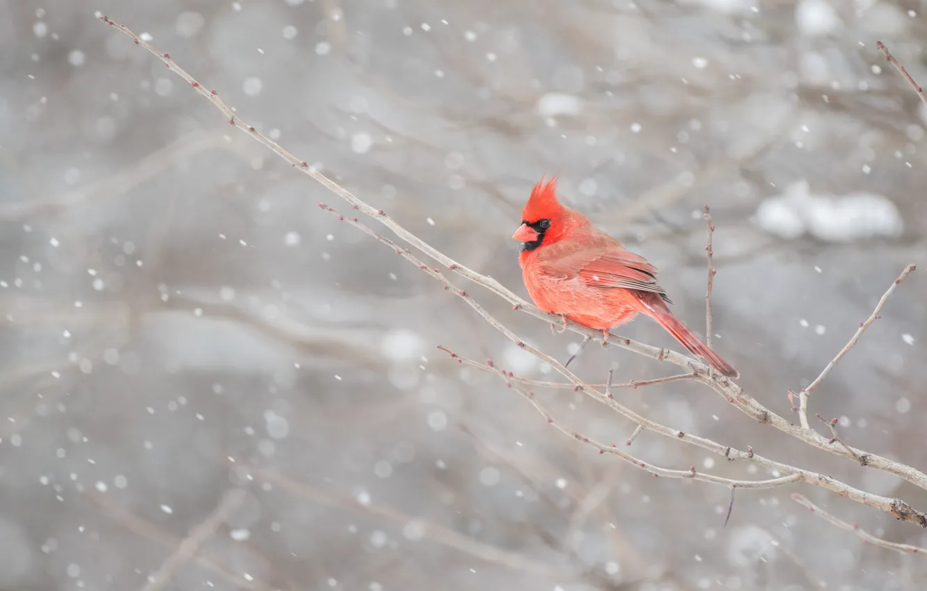 Photo wallpaper winter, snow, branches, red, bird, cardinal, red cardinal