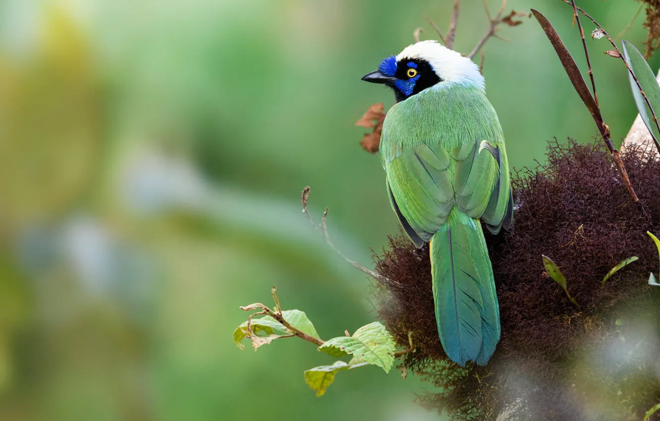Photo wallpaper leaves, green, background, bird, vegetation, socket, colorful, Jay