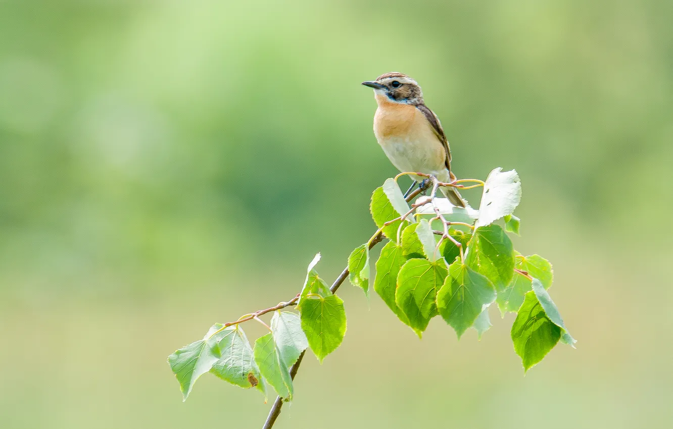 Photo wallpaper nature, bird, bokeh, sitting on a branch, photohunt, mint