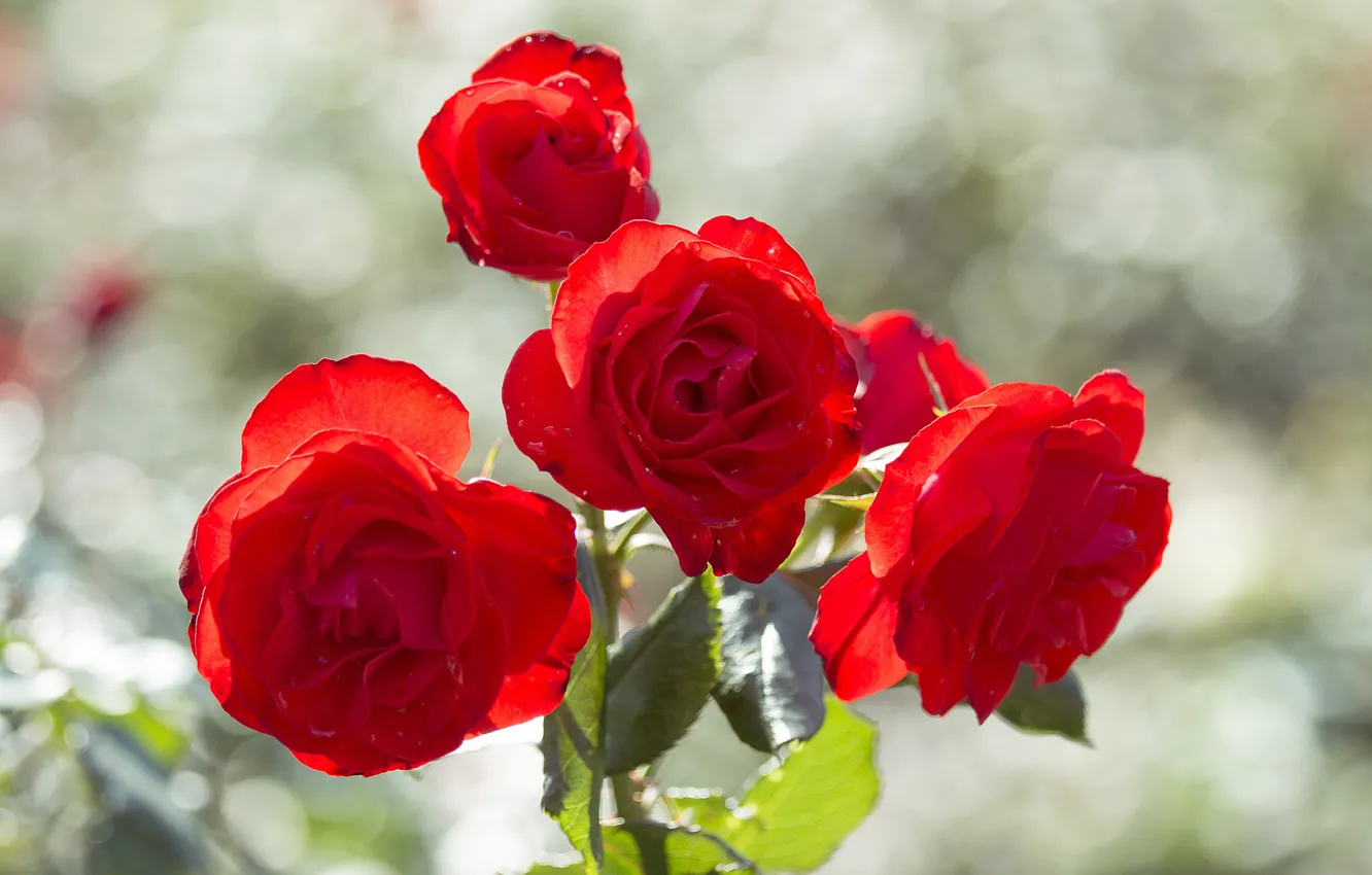 Photo wallpaper roses, petals, garden, the bushes