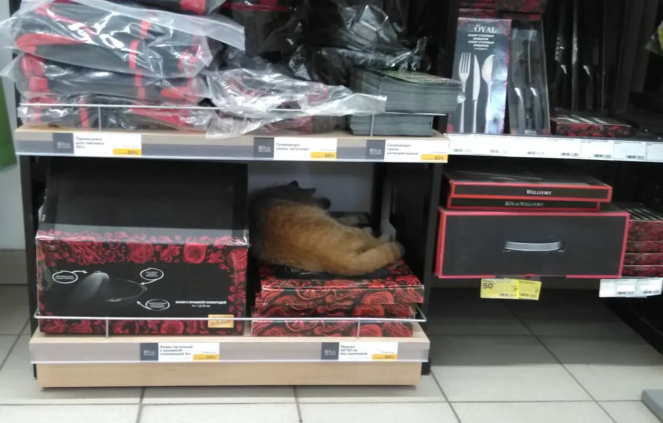 Photo wallpaper red cat, shop, sleeps up