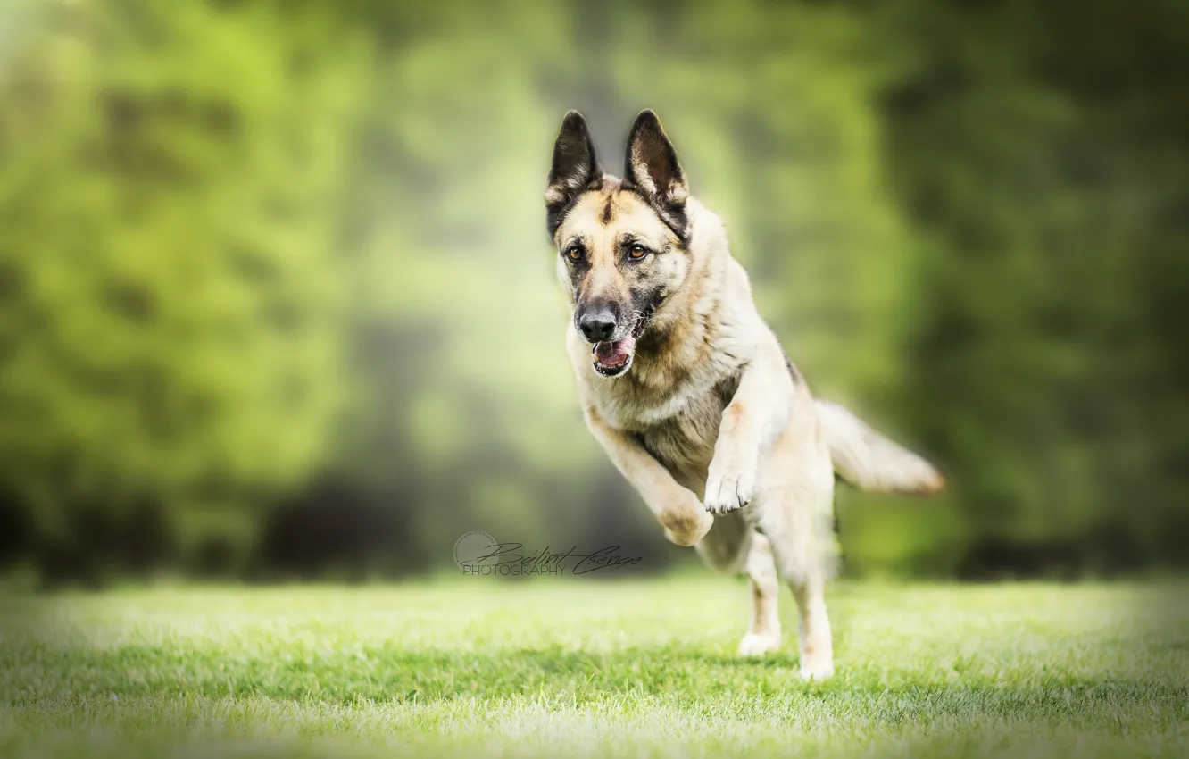 Photo wallpaper nature, each, dog, German shepherd