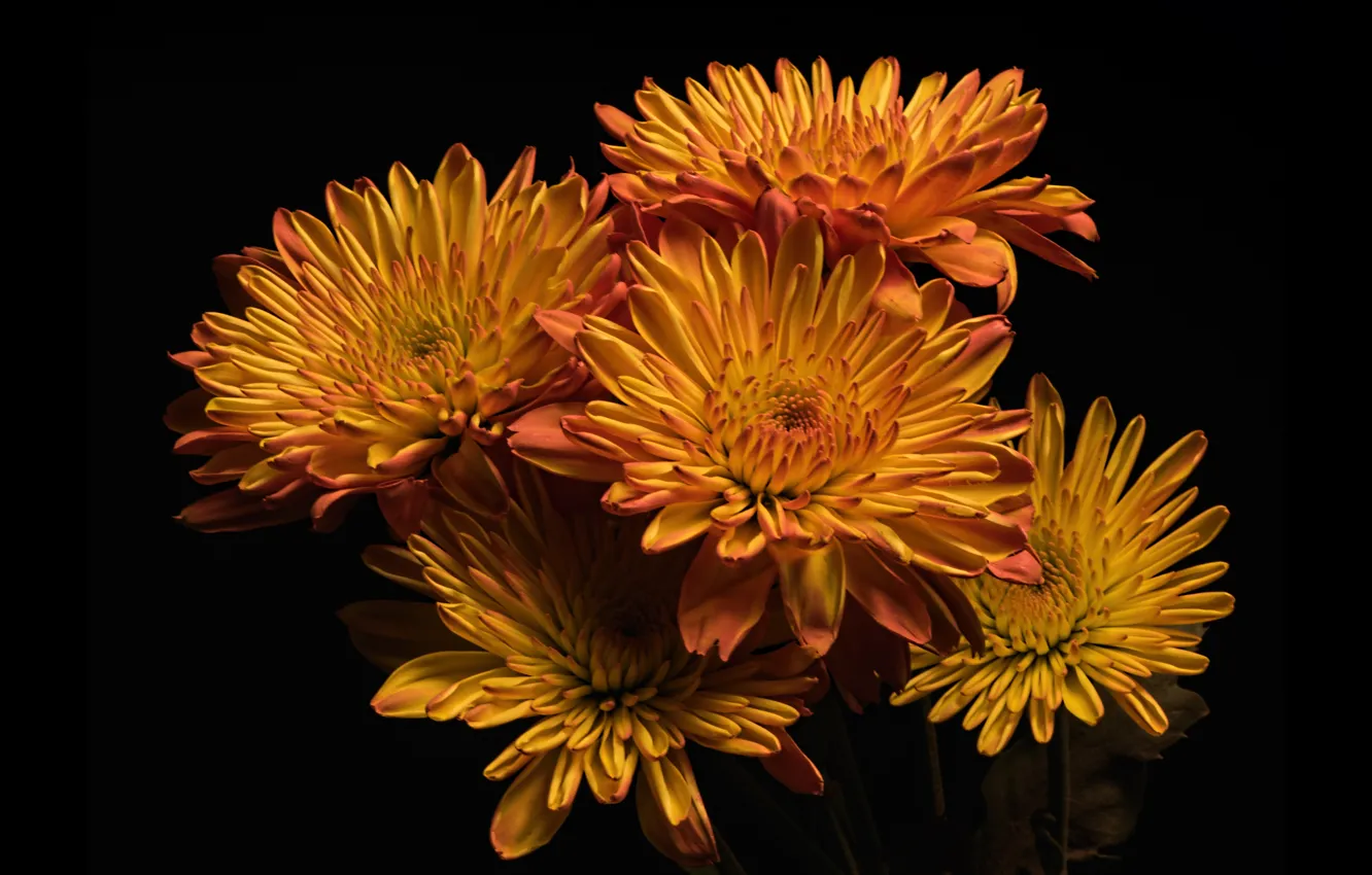Photo wallpaper flowers, chrysanthemum, the dark background