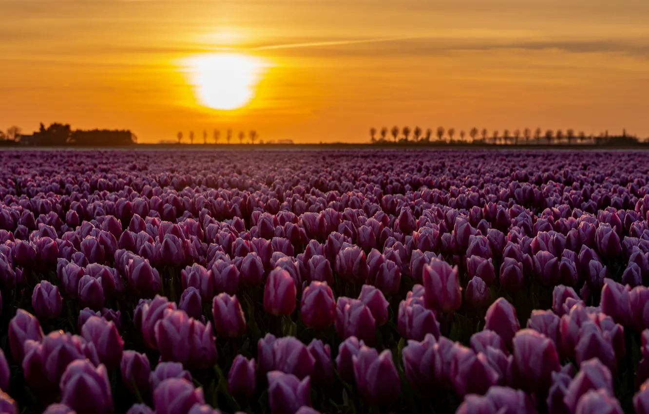 Photo wallpaper field, purple, the sky, the sun, light, sunset, flowers, spring