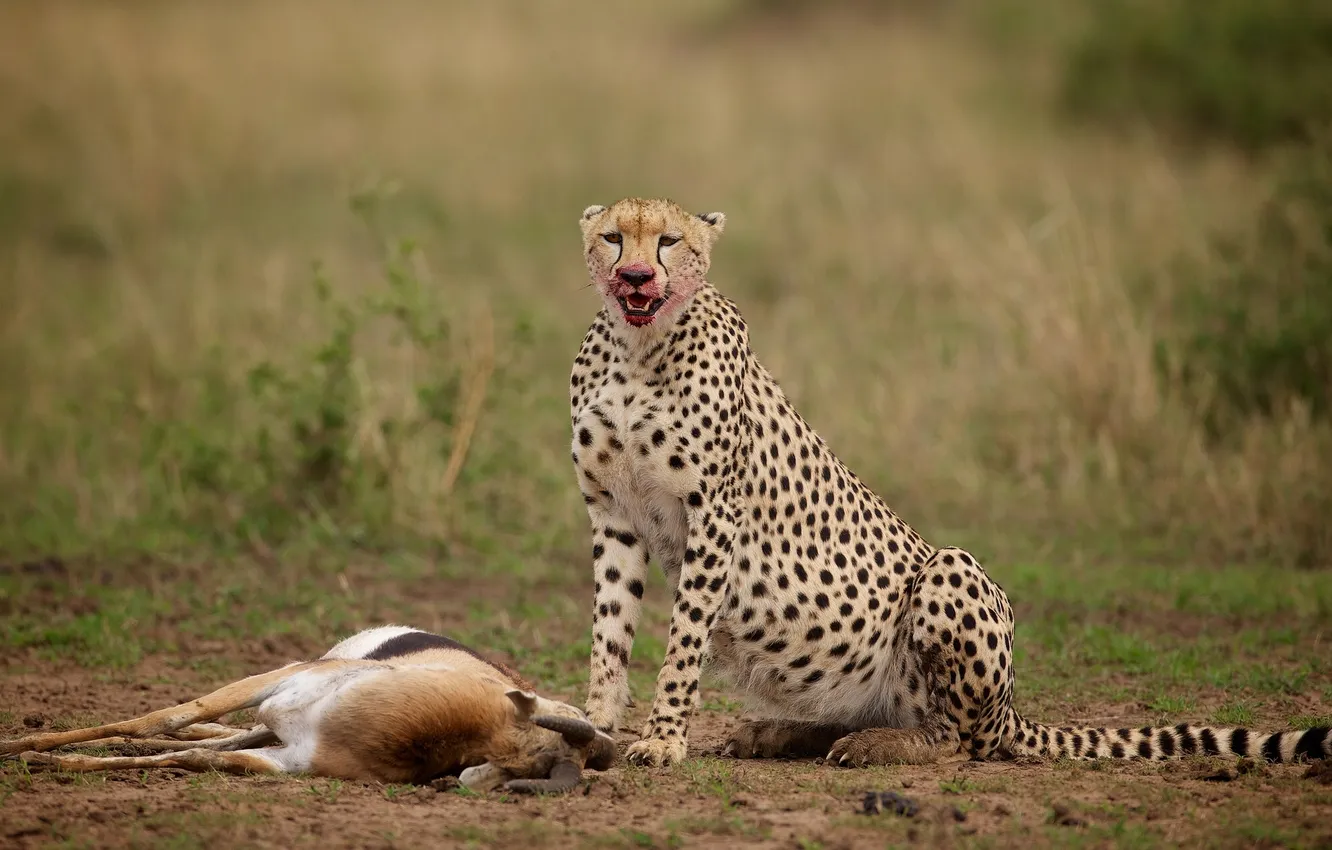 Photo wallpaper Cheetah, mining, antelope