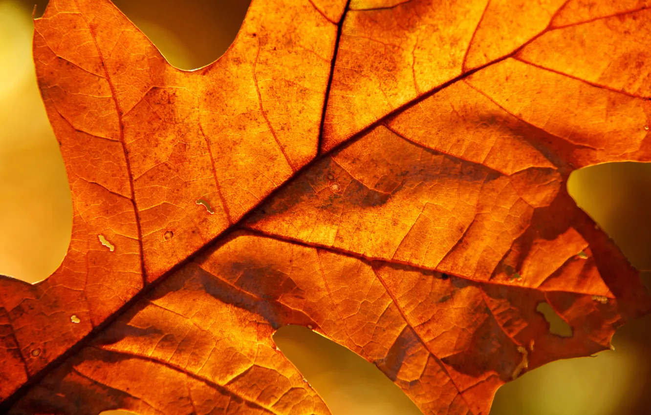 Photo wallpaper autumn, leaves, macro, foliage, leaf