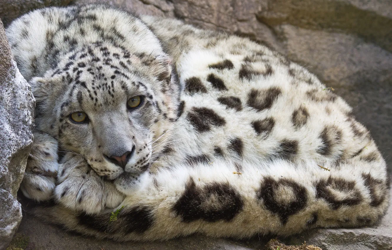 Photo wallpaper cat, look, IRBIS, snow leopard