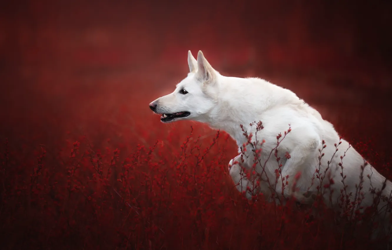 Photo wallpaper grass, jump, dog, red background, The white Swiss shepherd dog