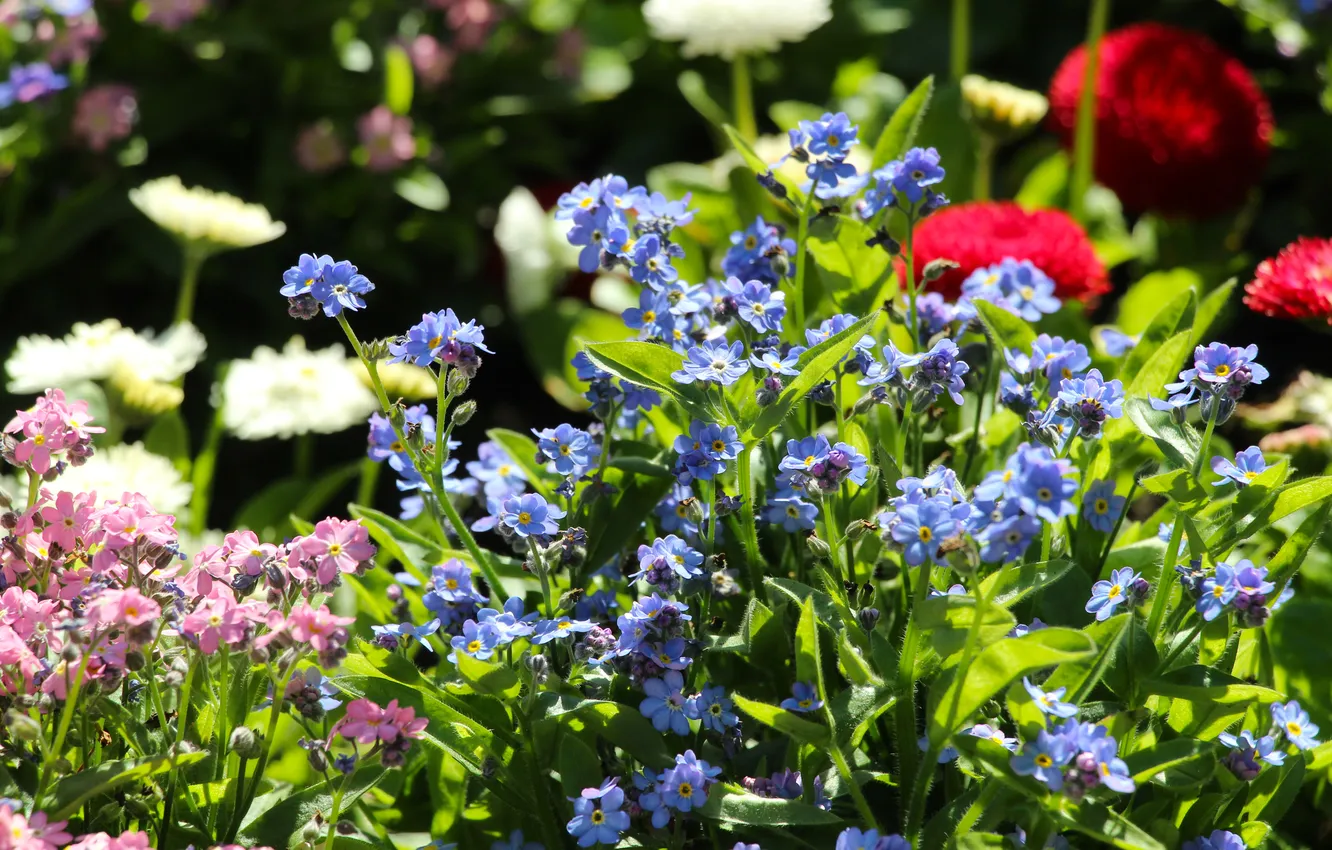 Photo wallpaper garden, color, spring, blooming