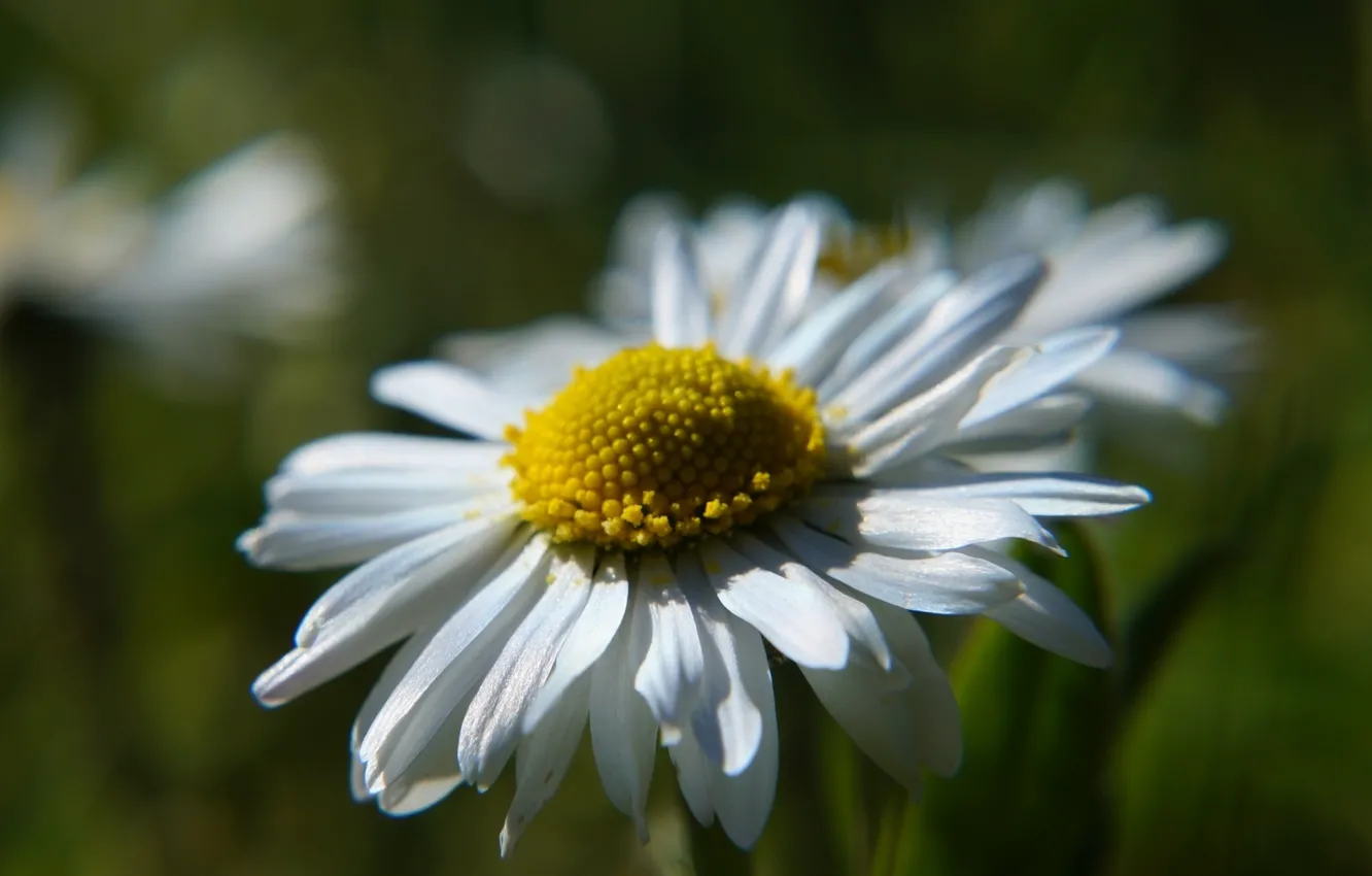 Photo wallpaper white, flower, blooming