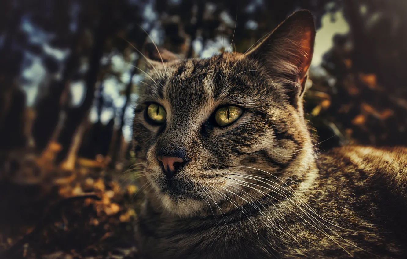 Photo wallpaper autumn, forest, cat, cat, mustache, look, face, trees