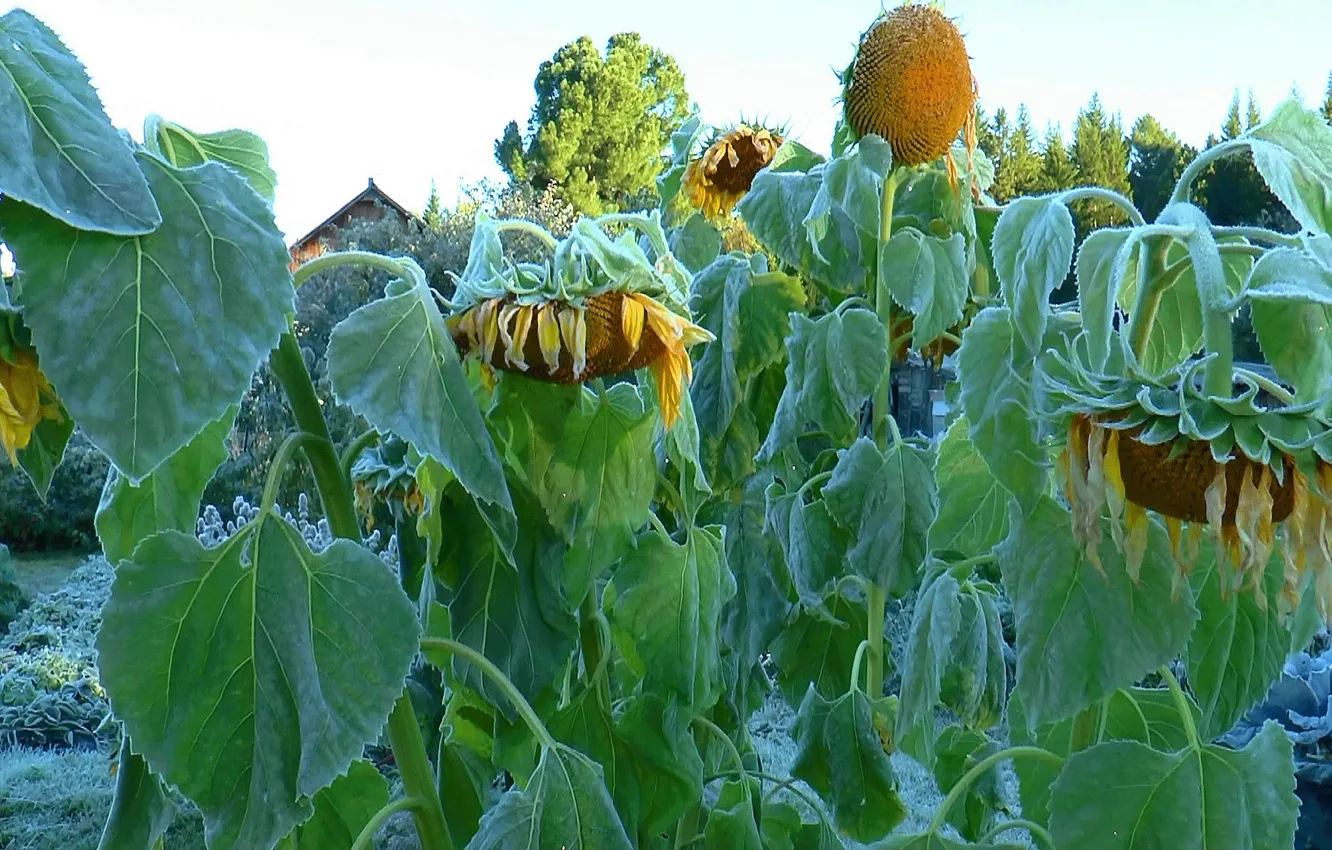 Photo wallpaper frost, summer, sunflowers