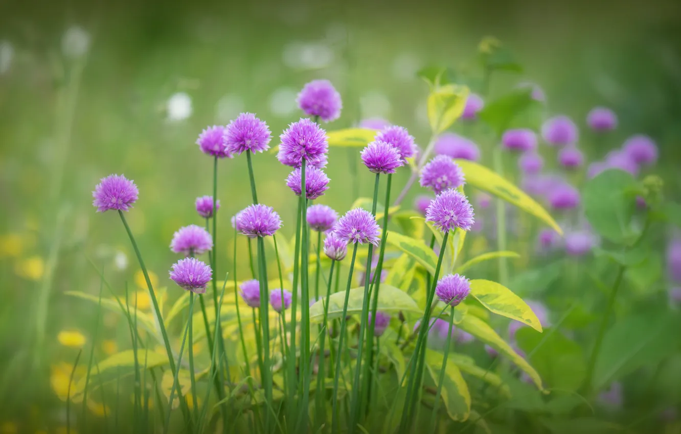 Photo wallpaper greens, grass, flowers, flowering, lilac, Bow scored