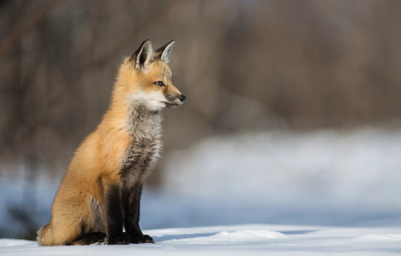 Photo wallpaper snow, Fox, little Fox