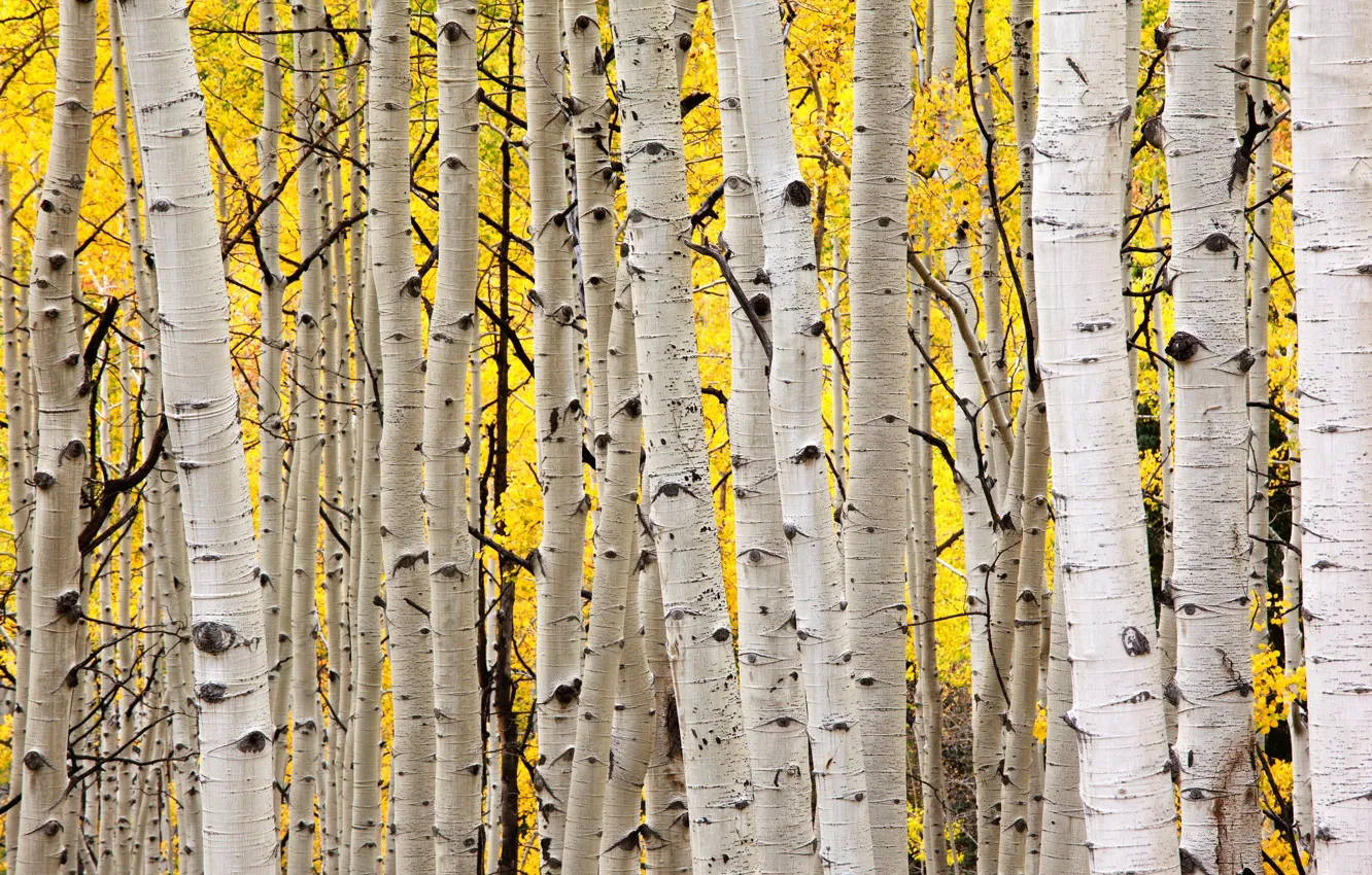 Photo wallpaper autumn, forest, trees, nature, aspen
